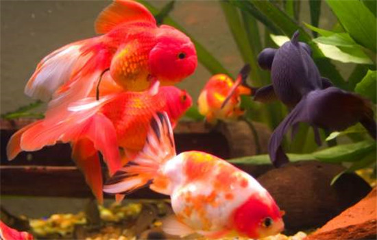 秋季金魚(yú)的飼養管理