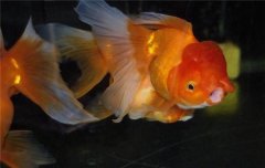 金魚(yú)的品種與類(lèi)型 金魚(yú)飼養與管理技術(shù)簡(jiǎn)介