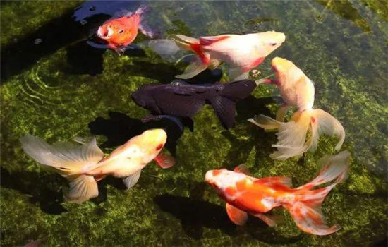 不同季節金魚(yú)的飼養管理要點(diǎn)