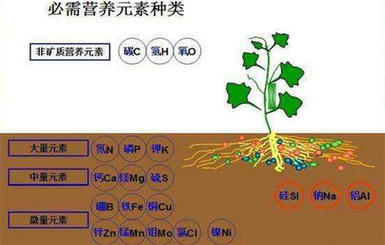 農作物磷過(guò)剩時(shí)的癥狀