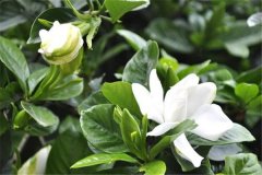 盆栽梔子花好養嗎？告訴你梔子花盆栽怎樣養殖