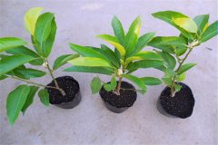 白蘭花盆栽怎么養殖 詳解白蘭花盆栽管理要點(diǎn)