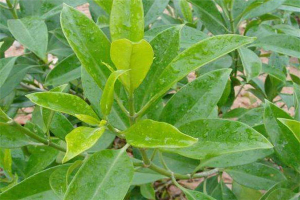 非洲茉莉的觀(guān)賞特征