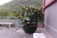 盆栽橡皮樹(shù)怎么養 印度橡皮樹(shù)養殖五大要點(diǎn)