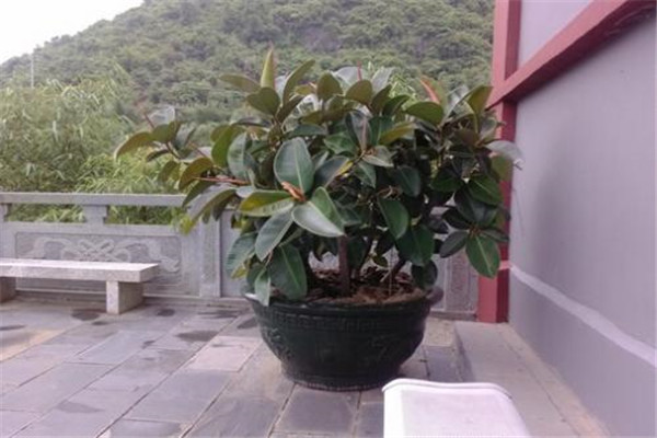 橡皮樹(shù)對盆土的要求