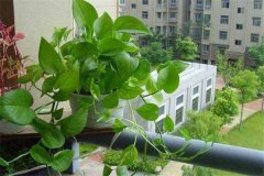 盆栽綠蘿怎么養才能更旺盛，請記住五個(gè)關(guān)鍵點(diǎn)