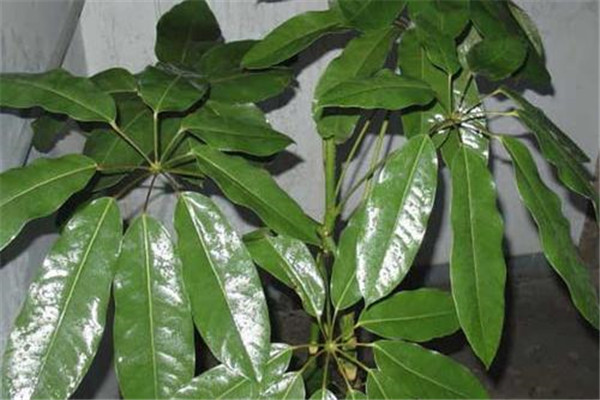 養殖發(fā)財樹(shù)的施肥方法