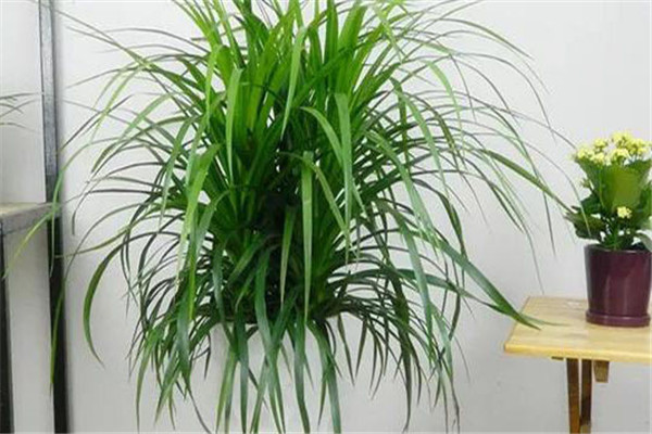 養殖龍血樹(shù)如何澆水