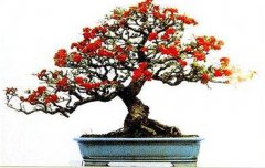 火棘如何盆栽？講述火棘種植的那些細節問(wèn)題
