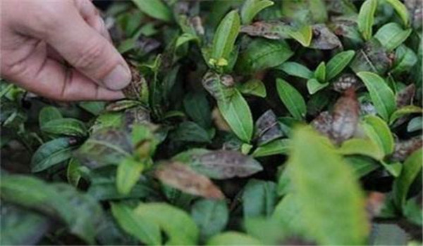 預防茶樹(shù)凍害的有效措施