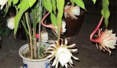 曇花的養殖方法與花期調控技術(shù)