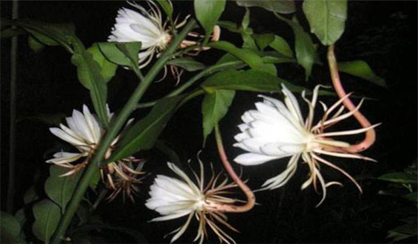 花期調控方法
