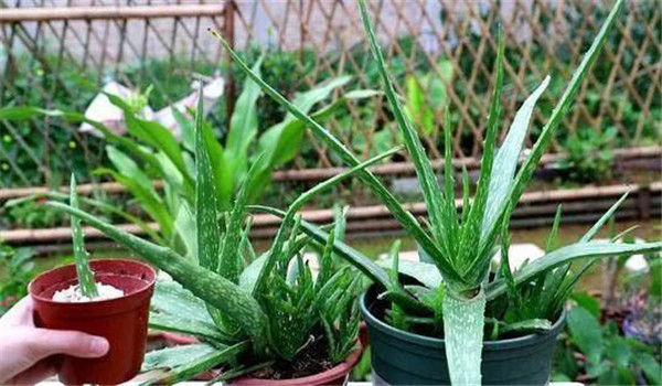 養殖蘆薈如何施肥