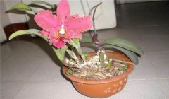卡特蘭花栽培技術(shù)要點(diǎn) 卡特蘭的養殖方法簡(jiǎn)介