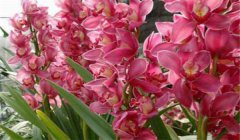 大花蕙蘭什么時(shí)候開(kāi)花，如何養護與管理