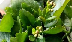 長(cháng)壽花怎么養 長(cháng)壽花的養殖方法和注意事項