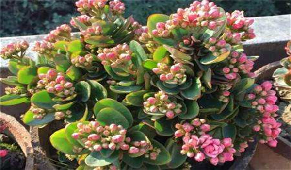 長(cháng)壽花的養殖注意事項