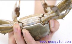 如何挑選河蟹、怎么保存 買(mǎi)來(lái)后能放多長(cháng)時(shí)間