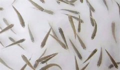 魚(yú)苗放養密度多少合適，需注意什么？