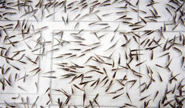 魚(yú)苗放養時(shí)注意事項