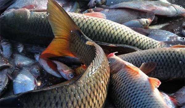 適合輪捕的魚(yú)類(lèi)品種