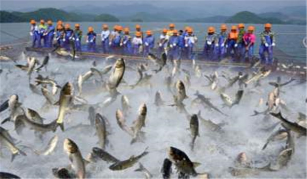 合理增加魚(yú)苗放養密度