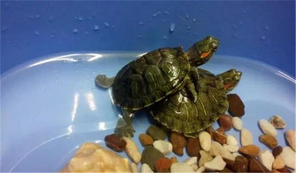 幼龜的飼養方法