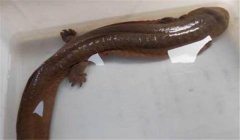 娃娃魚(yú)可以吃嗎？人工養殖的娃娃魚(yú)可以吃喲！