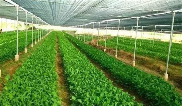 大棚菜適宜的生長(cháng)溫度指