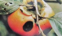 柿蒂蟲(chóng)的發(fā)生規律及防治,柿蒂蟲(chóng)打什么農藥最好