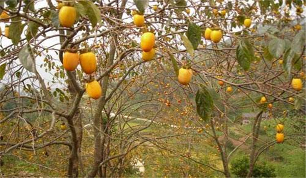 柿蒂蟲(chóng)打什么農藥