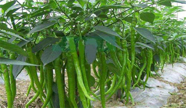 長(cháng)辣椒