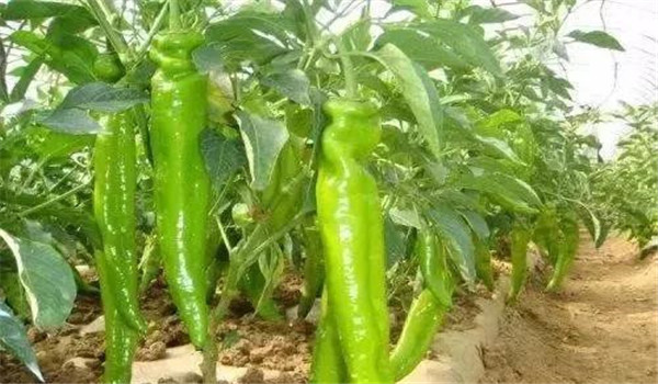 內源激素與化控技術(shù)