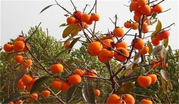 柿樹(shù)炭疽病的發(fā)生規律