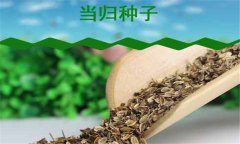 當歸種植時(shí)間和方法 當歸種植技術(shù)要點(diǎn)