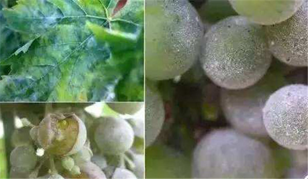 葡萄白粉病發(fā)生規律