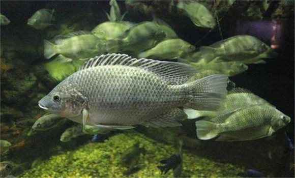 羅非魚(yú)越冬注意事項