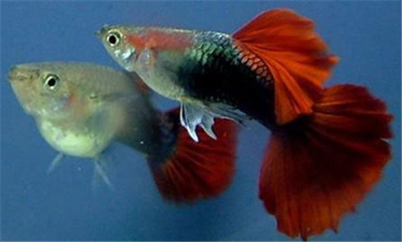 熱帶魚(yú)對水酸堿度的要求