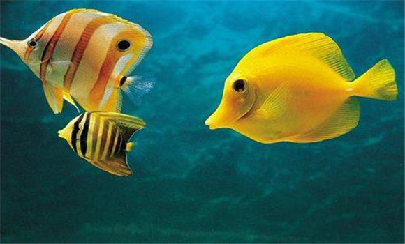 熱帶魚(yú)對水硬度的要求