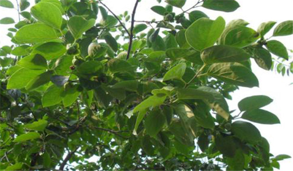 柿樹(shù)白粉病的發(fā)生規律