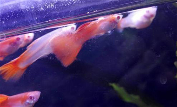 觀(guān)賞魚(yú)白皮病