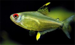 檸檬燈魚(yú)是什么魚(yú) 檸檬燈有哪些特點(diǎn)和習性