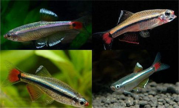 白云金絲魚(yú)的飼養