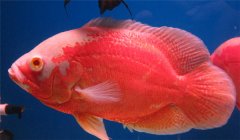 豬仔魚(yú)水溫多少合適 豬仔魚(yú)怎么養？