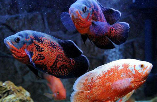 豬仔魚(yú)怎么養
