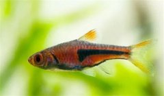 三角燈魚(yú)好養嗎？養殖三角燈魚(yú)溫度多少合適