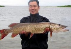 如何飼養白斑狗魚(yú)，白斑狗魚(yú)的養殖技術(shù)要點(diǎn)