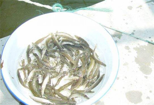 白斑狗魚(yú)的魚(yú)苗放養方法