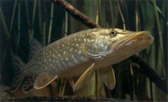 白斑狗魚(yú)怎么養，白斑狗魚(yú)養殖技術(shù)要點(diǎn)