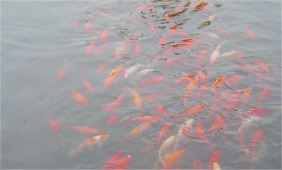 養殖金魚(yú)如何換水